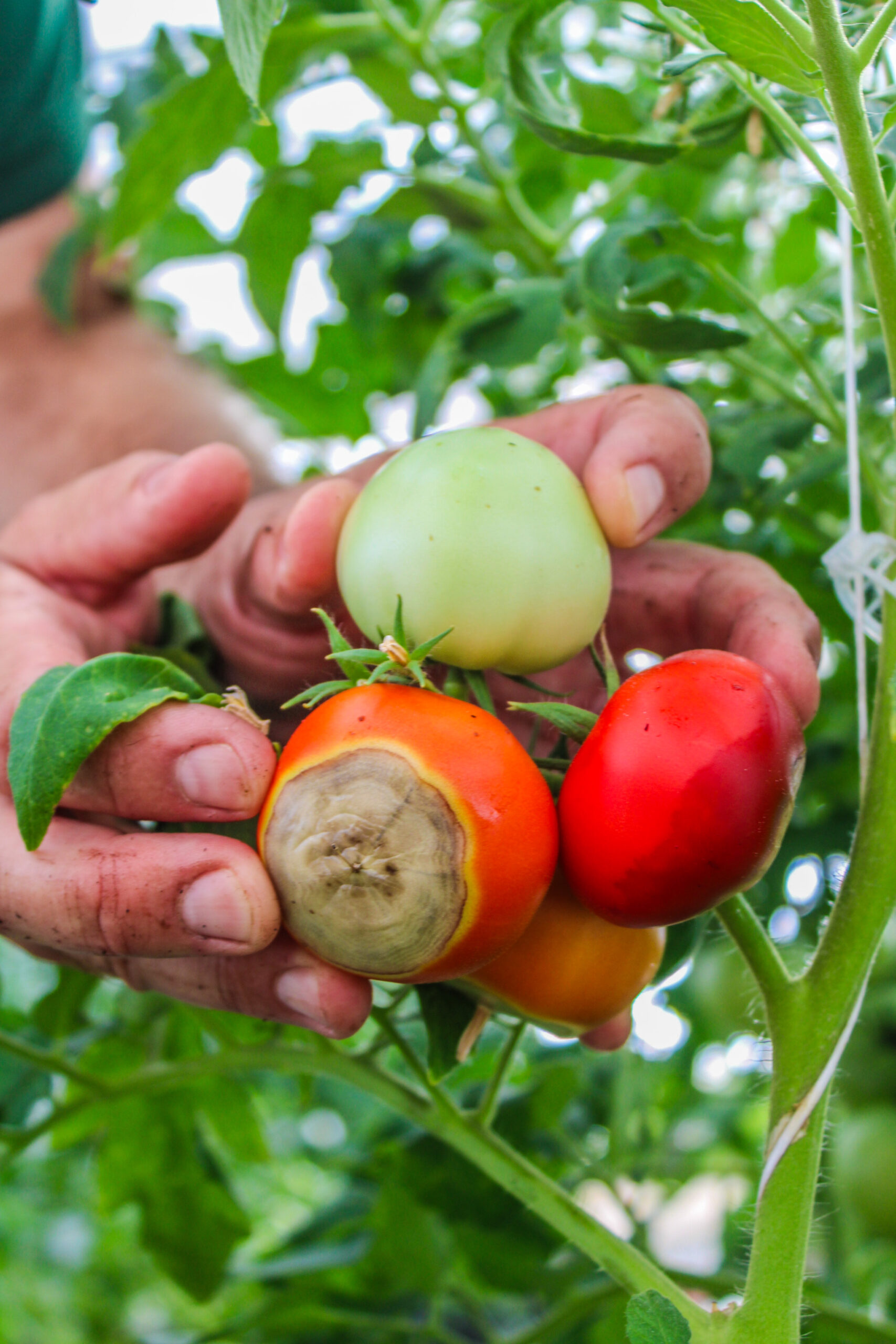 Photographe Corporate Nimes Reseaux Sociaux